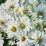 Flowers Feed the Soul
