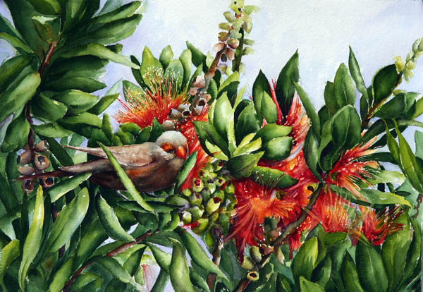 High in the Ohia Tree