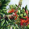 High in the Ohia Tree