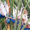 White Birds in Paradise
