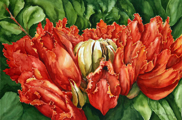 African Tulip Tree