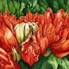 African Tulip Tree