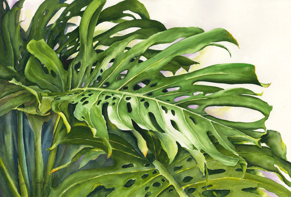 Monstera