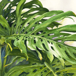 Monstera