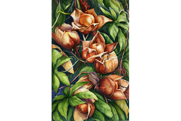 Waimanalo Woodrose