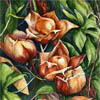 Waimanalo Woodrose