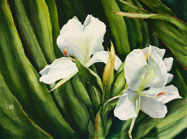 White Ginger